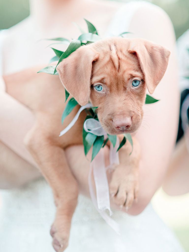 Yes, Puppy Bouquets Are Now a Thing and We Can’t Stop Staring