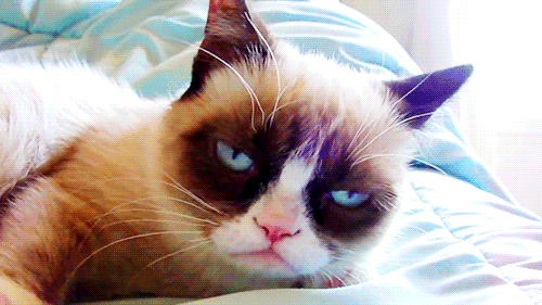 14 Stages You’ll Go Through the Morning of Your Wedding (in Animal GIFs!)