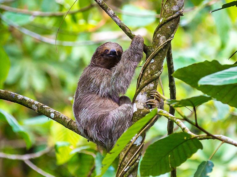 A Sloth Sanctuary Exists and You Can Stay There on Your Honeymoon