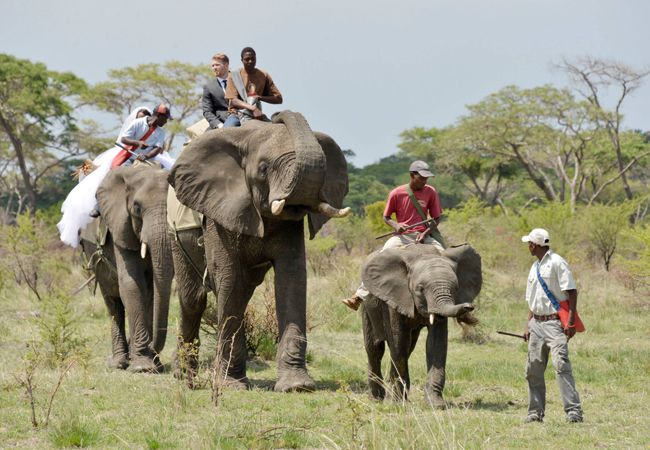 An Elephant Entrance (And More!) At This Wedding In Zimbabwe