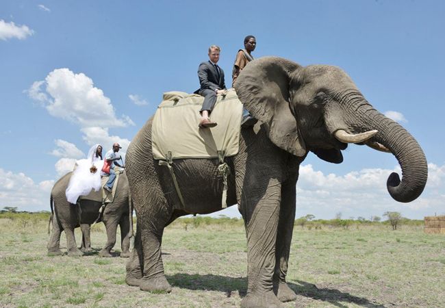 An Elephant Entrance (And More!) At This Wedding In Zimbabwe