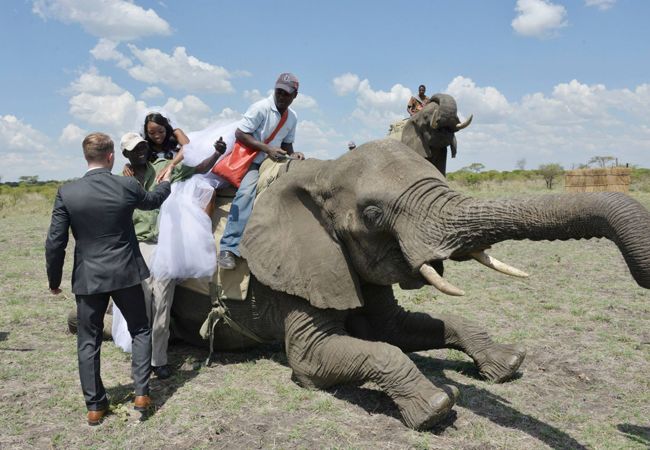 An Elephant Entrance (And More!) At This Wedding In Zimbabwe