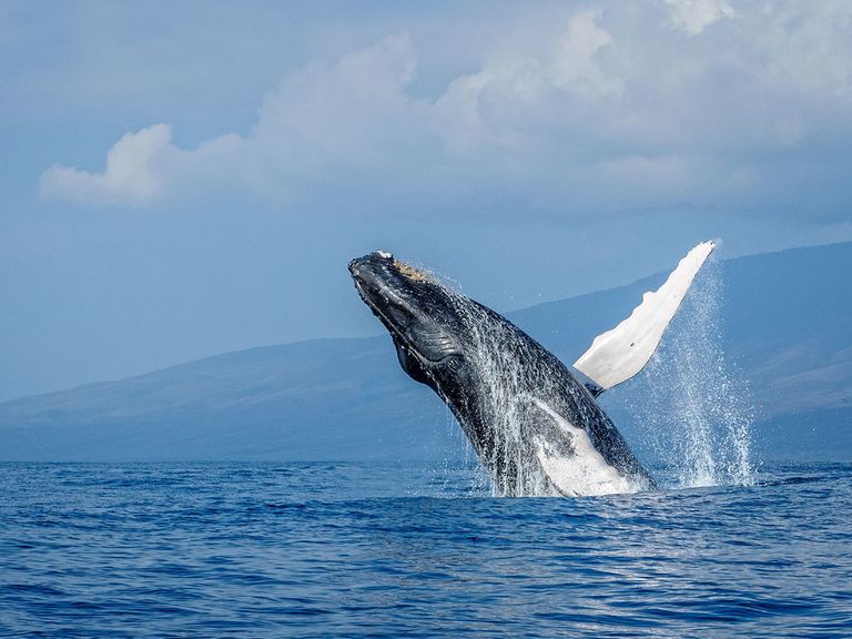 The Hawaiian Getaway You Never Knew You Needed
