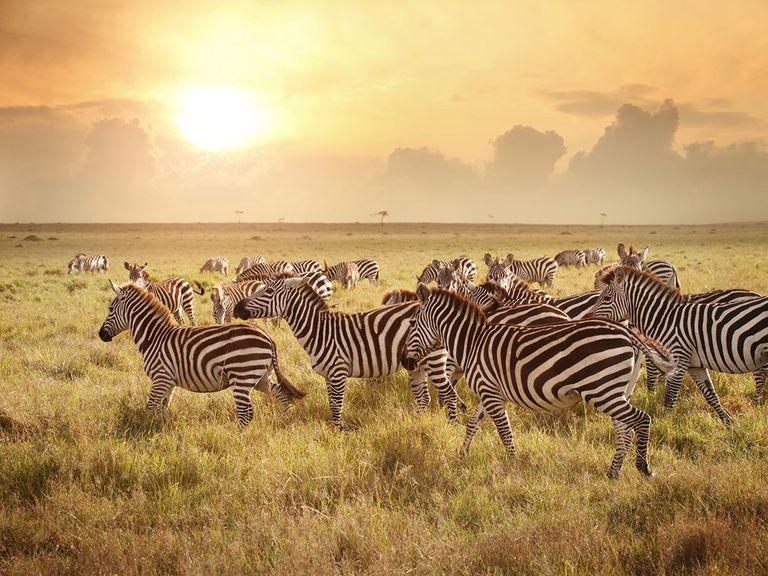 5 Insanely Gorgeous Safaris—and How to Choose the Perfect One